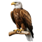 Eagle Golf Glove